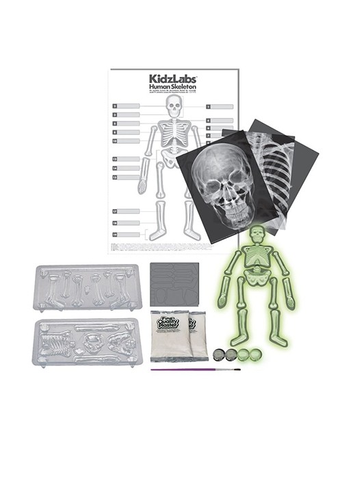 4M GLOW HUMAN SKELETON 00-03375