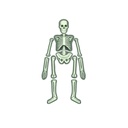 4M GLOW HUMAN SKELETON 00-03375